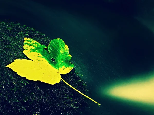 Autumn colorful leaf. Castaway on wet slipper stone in stream — Stock Photo, Image