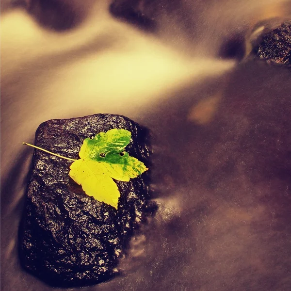 Feuille colorée d'érable cassée. Castaway sur la pierre de pantoufle humide dans le ruisseau — Photo