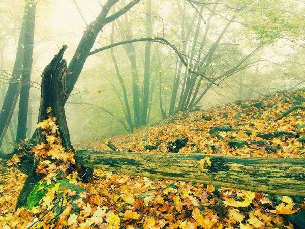 在金色的秋天的树林，旅游石质小径倒下的树干。破碎的烂树. — 图库照片