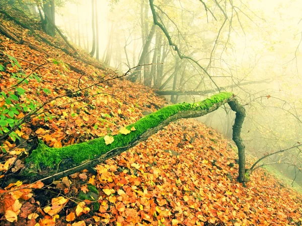 Fallen trunk in golden autumn forest, tourist stony footpath. Broken rotten tree. — Stock Photo, Image