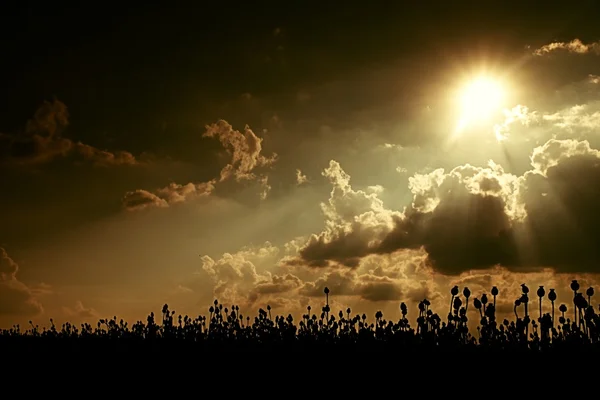 Evening field of poppy heads, sunset above. Dry flowers are waiting harvesting — Stock Photo, Image