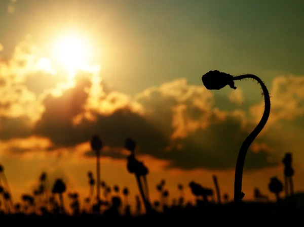 Avond gebied van poppy heads, zonsondergang boven. Droge bloemen wachten oogsten — Stockfoto