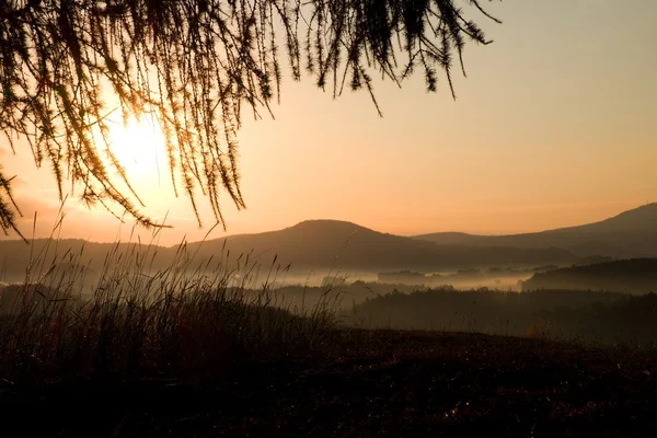 Rano Landscape.Early wschód widok na horyzoncie przez gałązki modrzewia — Zdjęcie stockowe