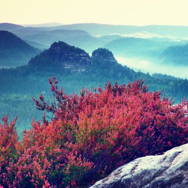 Pink red blooming of heather bush on cliff  in the summer. Misty valley bellow.