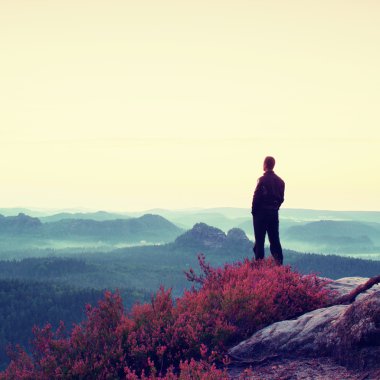 Heather bush ile Uçurumdaki siyah uzun boylu adam. Keskin rocky Dağları Parkı