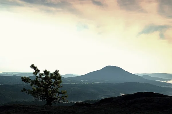 Bonsai selvagem de pinho em rochas de arenito. Névoa azul no vale abaixo . — Fotografia de Stock