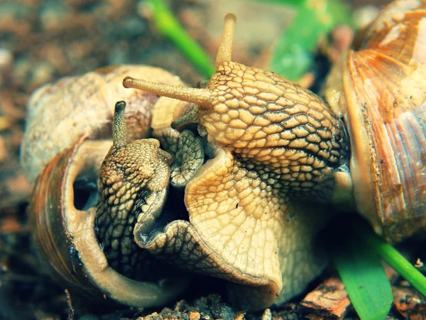 Dois caracóis grandes fazem sexo. Vista muito de perto para ações sexuais de caracol — Fotografia de Stock