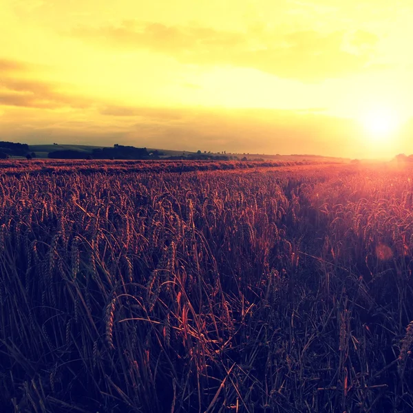 Ochtend gele tarweveld op de zonsondergang bewolkte oranje hemel de stralen van de zon van de instelling van de achtergrond op horizon in rural weide close-up natuur foto idee van een rijke oogst — Stockfoto