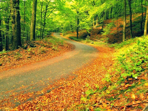 Curved path bellow beech trees. Spring afternoon in forest after rainy day.  Wet asphalt with smashing orange leaves. — Stock Photo, Image