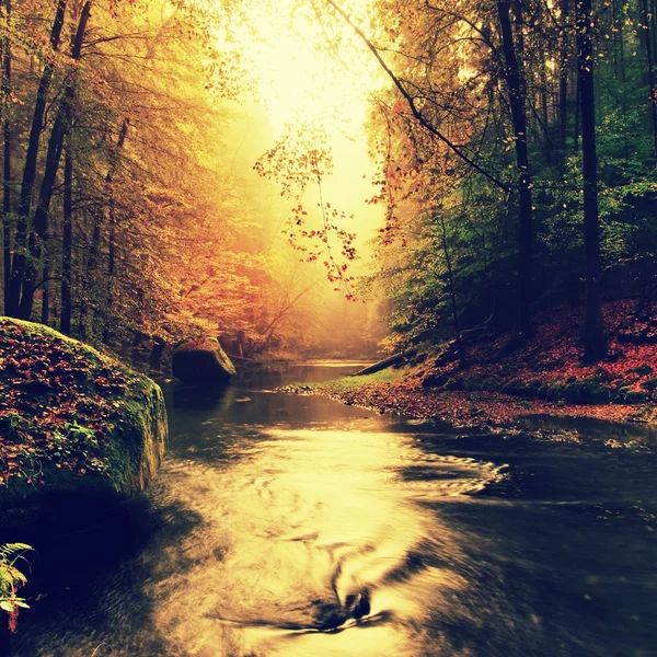 Stony bank of autumn mountain river covered by orange beech leaves. Fresh green mossy big boulders. Green leaves on branches above water make reflection — Stock Photo, Image