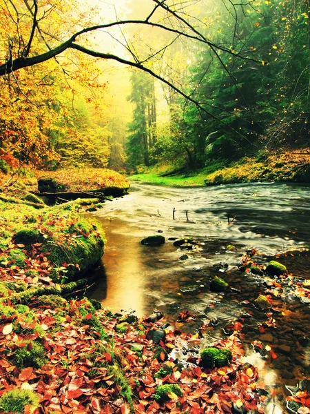 Fiume di montagna con basso livello d'acqua, ghiaia con faggio colorato, pioppo tremulo e foglie d'acero. Pietre verdi fresche muschiate e massi sulla riva del fiume. Giorno di pioggia . — Foto Stock