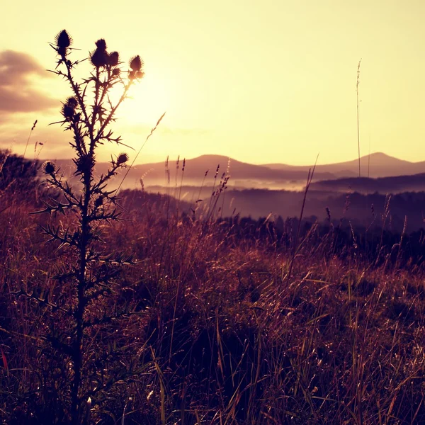 Chardon long, silhouette herbe sèche, longues tiges prairie lever du soleil — Photo