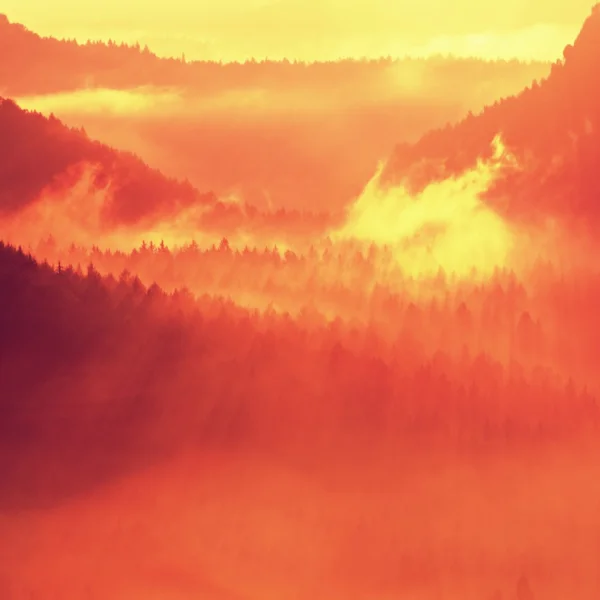 Barevný podzimní svítání. Misty probuzení v krásných kopcích. Vrcholy kopců jsou trčí z živé mlha — Stock fotografie