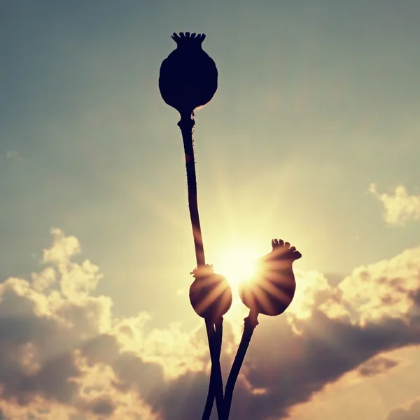 长干茎的罂粟种子。晚上领域的罂粟元首与太阳在地平线上. — 图库照片