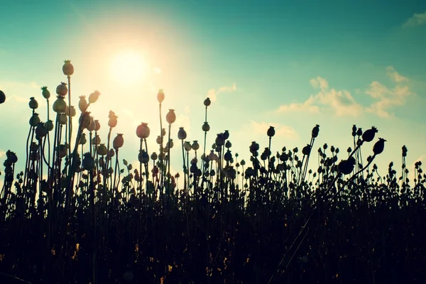 ポピーの頭の夕方のフィールドです。乾燥したフィールドの花、背景の太陽をホット — ストック写真