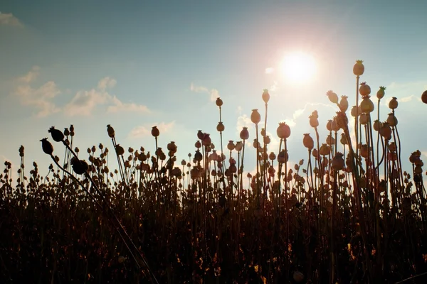 Campo nocturno de cabeças de papoila. Flores secas no campo, sol quente no fundo — Fotografia de Stock