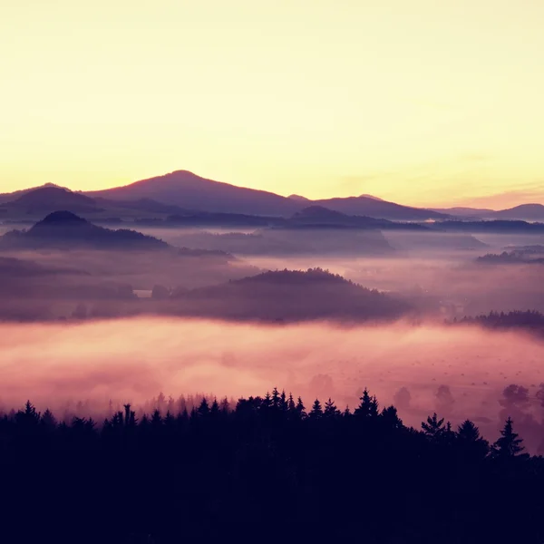 Mlžné svítání v krásných kopcích. vrcholy kopců jsou trčí z zamlžené pozadí, mlha je žluté a oranžové kvůli sluneční paprsky. mlha je houpe mezi stromy. — Stock fotografie