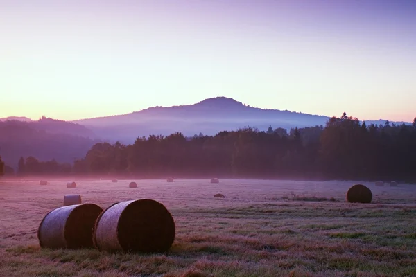 Mattinata nebbiosa ai prati. All'alba all'orizzonte. Gelo al suolo coperto d'erba con brina grigia — Foto Stock