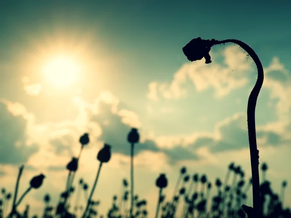 Gebogen stengel van papaverzaad. Avond veld van papaver hoofden. Droge bloemen wachten op de oogst — Stockfoto