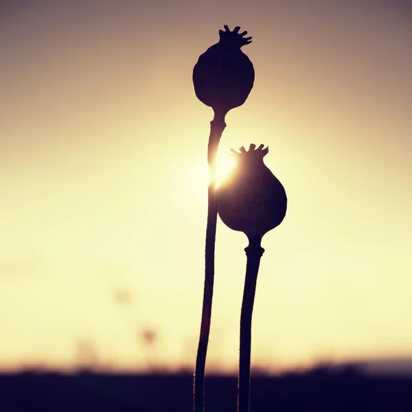 Longo talo seco de semente de papoila. Campo noturno de cabeças de papoula com sol no horizonte . — Fotografia de Stock