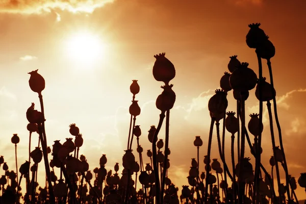 Longo talo seco de semente de papoila. Campo noturno de cabeças de papoula com sol no horizonte . — Fotografia de Stock