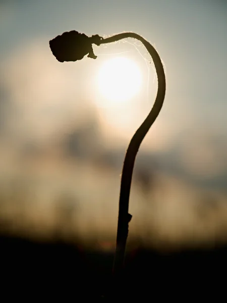 Tallo doblado de semilla de amapola. Campo nocturno de cabezas de amapola. Flores secas están esperando la cosecha — Foto de Stock