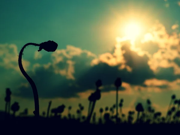 Campo noturno de cabeças de papoula, pôr-do-sol acima. Flores secas estão esperando colheita — Fotografia de Stock