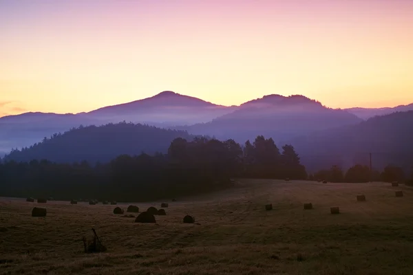 Mattinata nebbiosa ai prati. All'alba all'orizzonte. Gelo al suolo coperto d'erba con brina grigia — Foto Stock