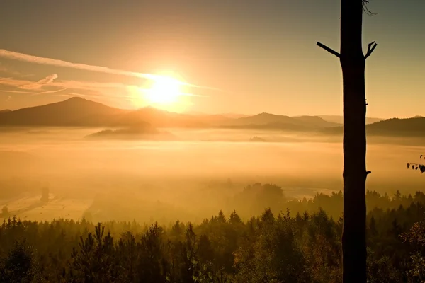 Orange dimmig morgon. Torkat ensamt träd på en kulle ovanför början dimmig dag i dalen — Stockfoto