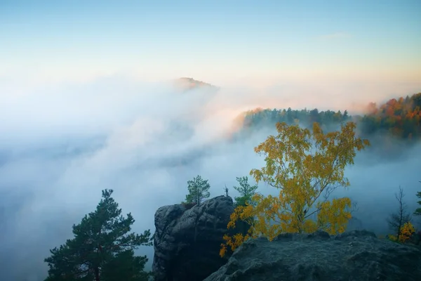 Terra di nebbia. Vista attraverso i rami a valle nebbiosa profonda sognante all'alba. Foggy e nebbioso paesaggio mattutino — Foto Stock