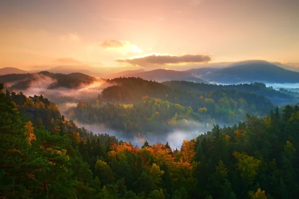 Herbstfarben. nebliger Kiefernwald am Berghang in einem Naturschutzgebiet — Stockfoto