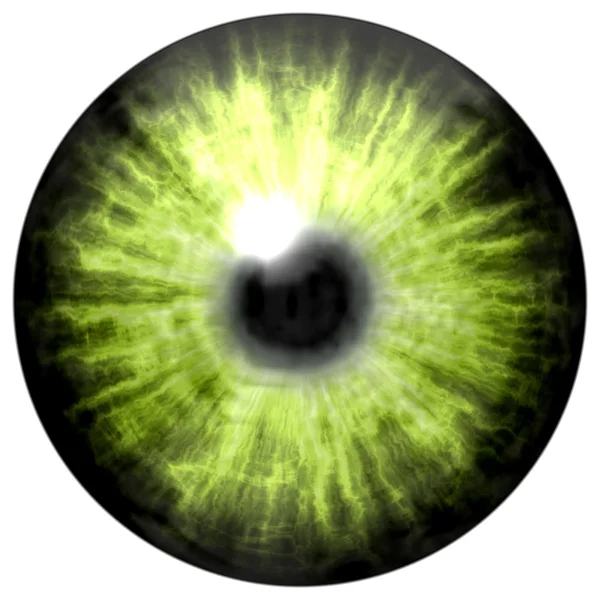 Ojo humano verde brillante con pupila media y retina oscura. Iris de color oscuro alrededor de la pupila, vista de detalle en la bombilla del ojo . —  Fotos de Stock