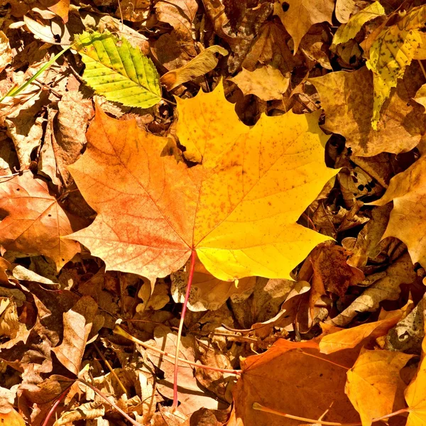 Autumn park ground with autumn leaves, colorful dry maple leaf on orange beeches leaves. — Stock Photo, Image