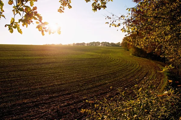 Ranní světlo na podzimní field v bukovém lese, jemná mlha — Stock fotografie