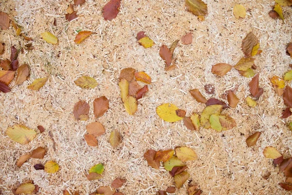 Fallen dry beech leaves on ground. Autumn ground. — Stock Photo, Image