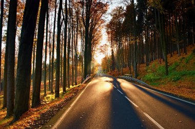 Karanlık sphalt yol ile renkli sonbahar hattından forrest büyük kayın ağaçları ile