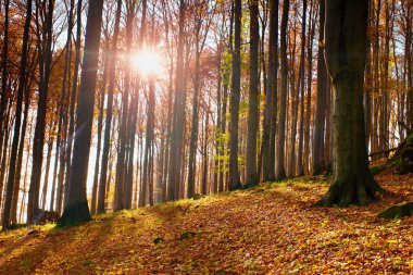 Sunrise sonbahar kayın ve maple orman