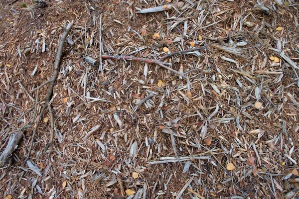 Stare mokre wióry drewniane z olchy drzewa, charakter tekstury — Zdjęcie stockowe