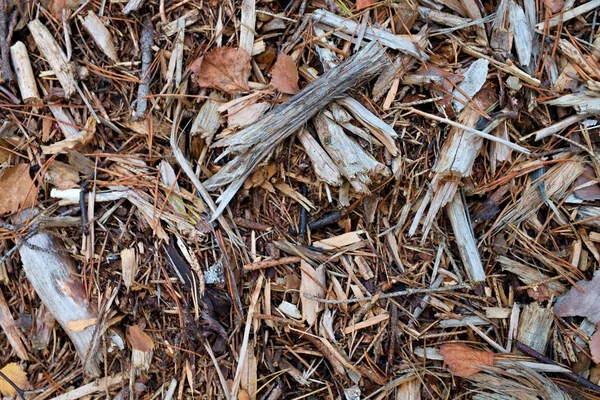 Velho chip de madeira molhada de amieiro, textura da natureza — Fotografia de Stock
