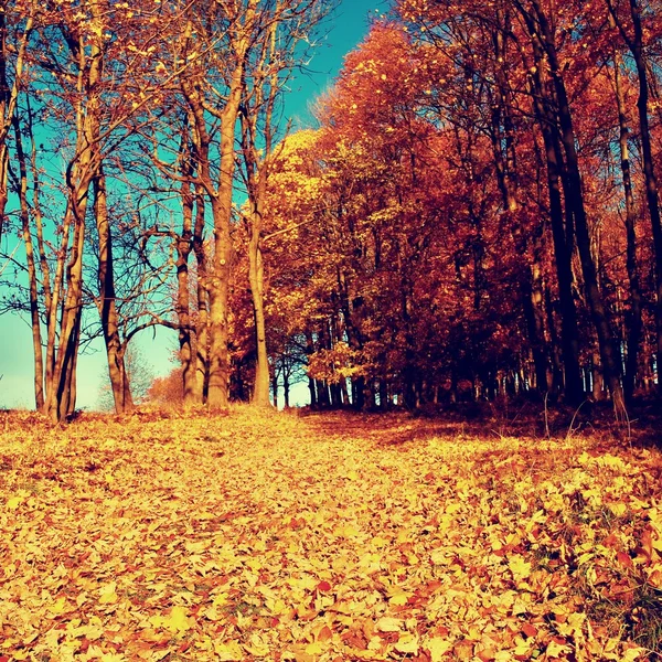 Bosque de otoño naranja amarillo, alfombra de hojas coloridas —  Fotos de Stock