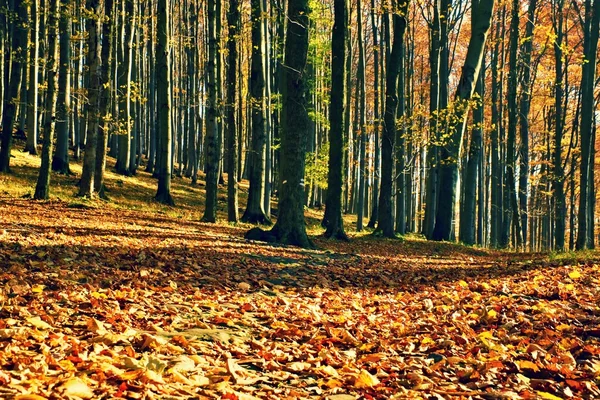 Forêt d'automne orange jaune, tapis de feuilles colorées — Photo