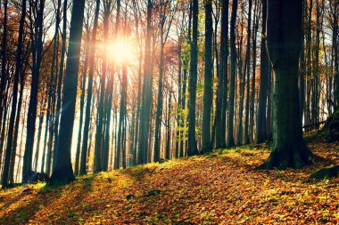 Sunrise sonbahar kayın ve maple orman