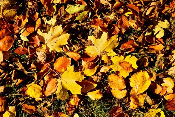 Φθινόπωρο πάρκο εδάφους με χαλί από το ζωντανό φθινόπωρο φύλλα, φύλλα πολύχρωμο Πλατανόφυλλο σχετικά με οξιές. — Φωτογραφία Αρχείου