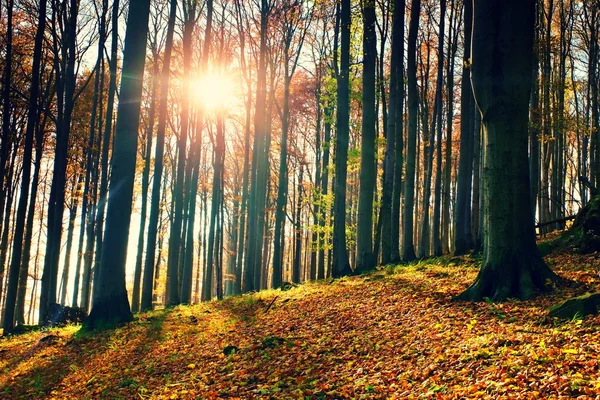 Salida del sol en el bosque de haya y arce de otoño — Foto de Stock