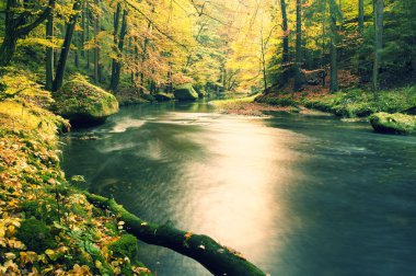 Yosunlu düşmüş kavak ağaç dağ nehre düşmüş. Turuncu ve sarı akçaağaç yaprakları,, su ayna yapar net.