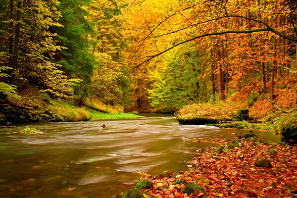 Autumn mountain river. Blurred waves,, fresh green mossy stones and boulders on river bank covered with colorful leaves from old trees