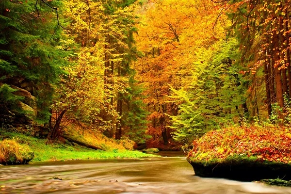 Colors of autumn mountain river. Colorful banks with leaves, trees bended above river. Big boulder in the river — Stock Photo, Image