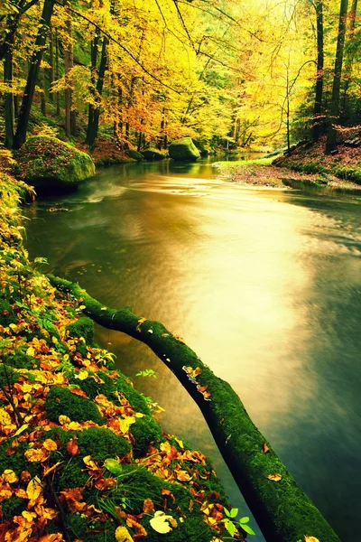 Разбитый косой ствол осины упал в горную реку. Orange and yellow maple leaves,,, clear water makes mirror . — стоковое фото