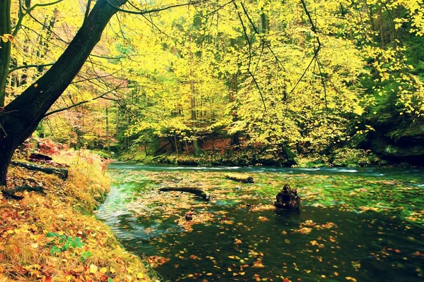 Colors of autumn mountain river. Colorful gravel with fallen rotten  leaves, leaves trees bended above river. — Stock Photo, Image