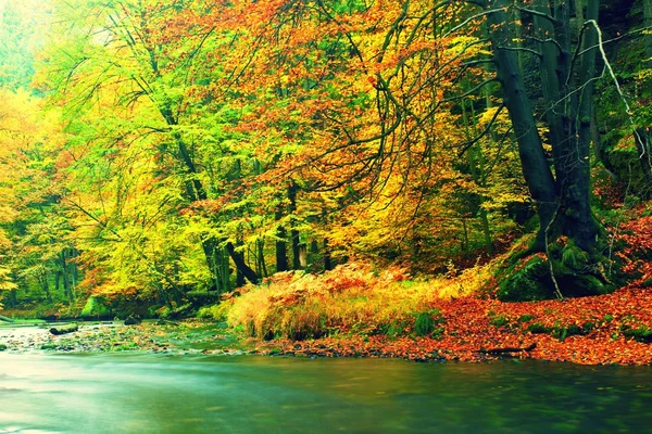 Regenachtige avond op stroom. Herfst rivieroever met oranje beuken verlaat. Verse groene bladeren op takken. — Stockfoto